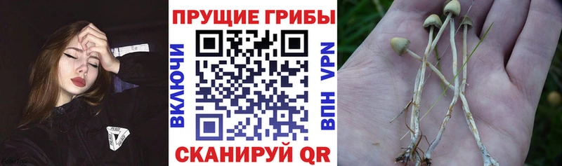 Галлюциногенные грибы прущие грибы  omg зеркало  Пятигорск 
